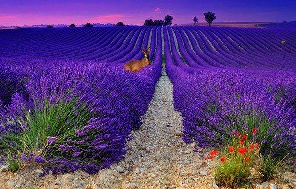Những Cánh Đồng Hoa Oải Hương (lavande) sắc tím tuyệt vời đẹp ở PROVENCE , Pháp